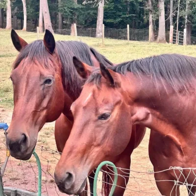 Horses at WildeWood Farm in Cumming GA
