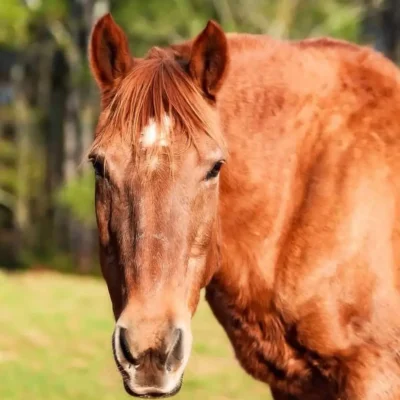 Horses at WildeWood Farm in Cumming GA