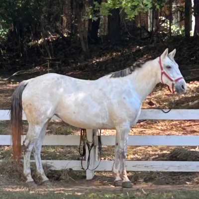 Horses at WildeWood Farm in Cumming GA