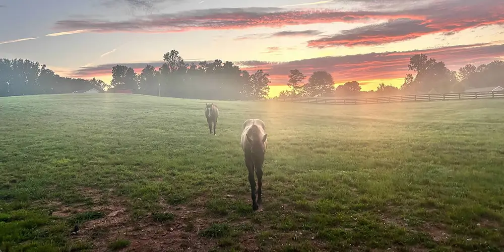 Understanding the Difference Between Hippotherapy, Therapeutic Riding, and Riding Lessons