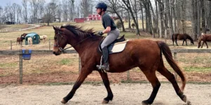Understanding the Difference Between Hippotherapy, Therapeutic Riding, and Riding Lessons