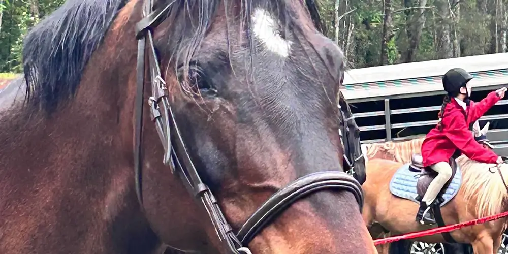 Horseback Riding: What’s the cost and who pays for it?