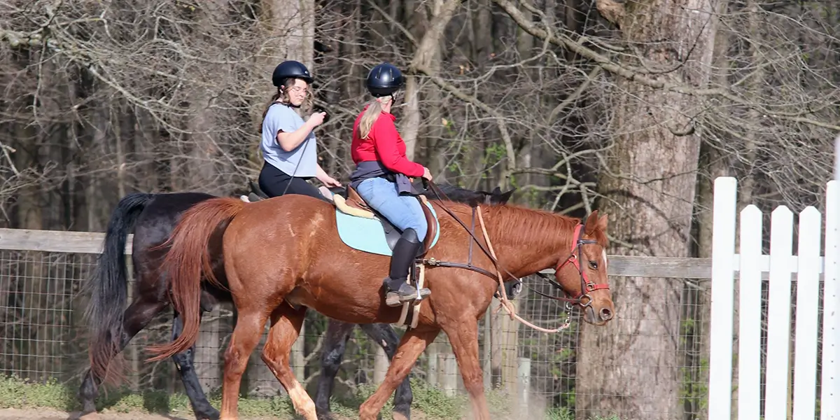 Why Farm Owned Horses Can't Be Rented for Extra Riding Time