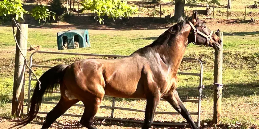Why Happy Lesson Horses Matter