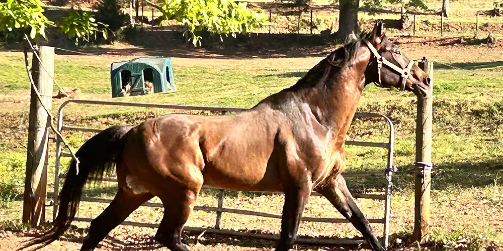 Why Happy Lesson Horses Matter