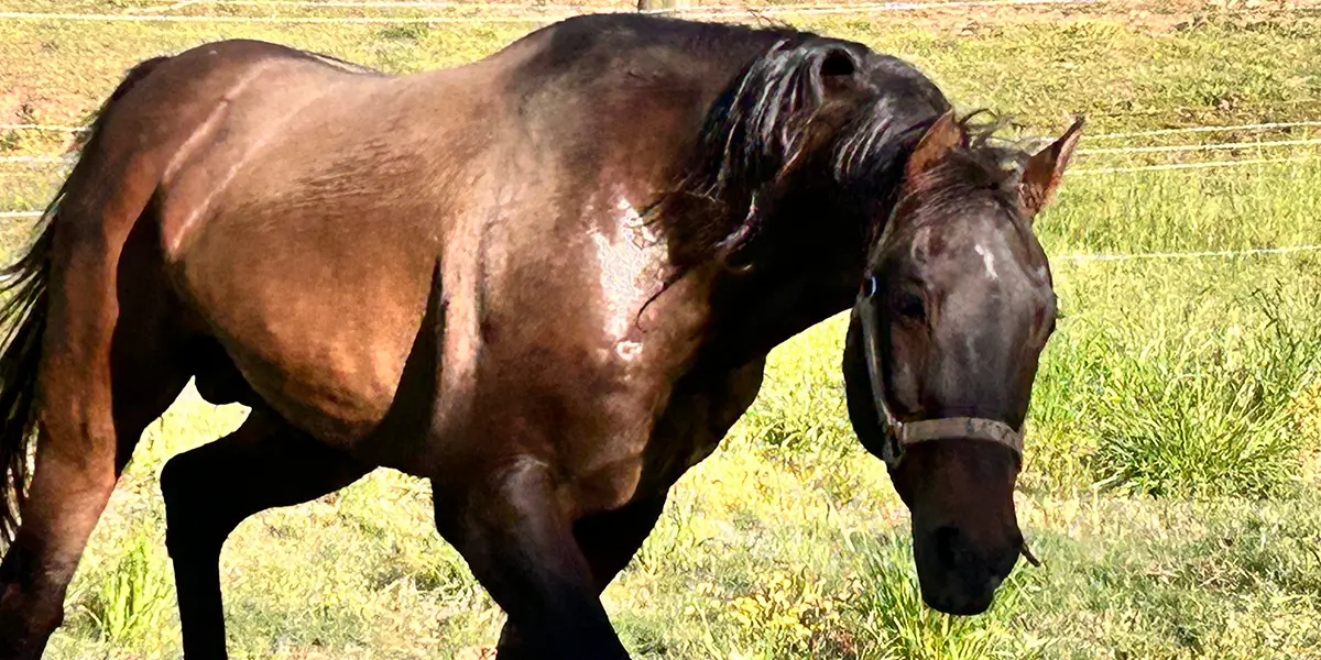 Why Happy Lesson Horses Matter - WildeWood Farm