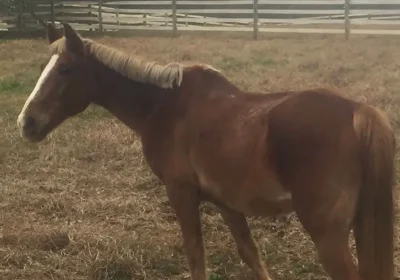 Sponsor a Horse at WildeWood Farm