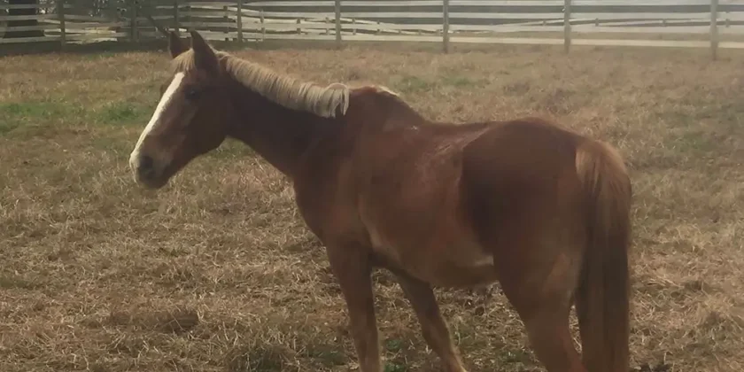 WildeWood Farm Horse Sponsorship Opportunities