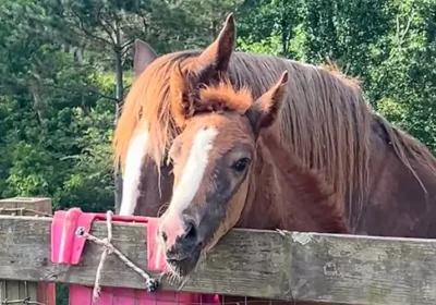 Will my child ride a pony or a horse?