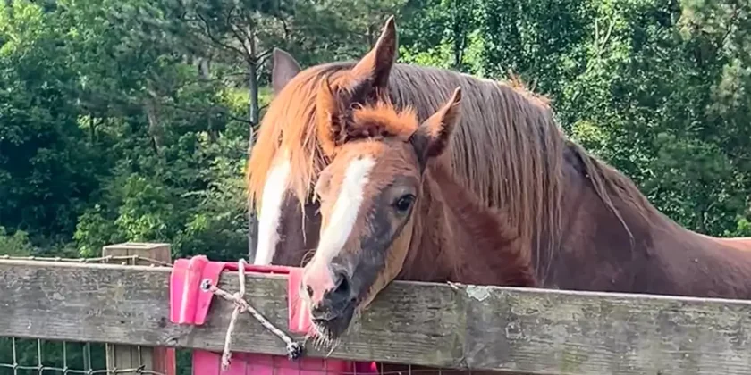 Will my child ride a pony or a horse?