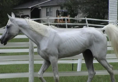 Second-Chance Horses of WildeWood Farm