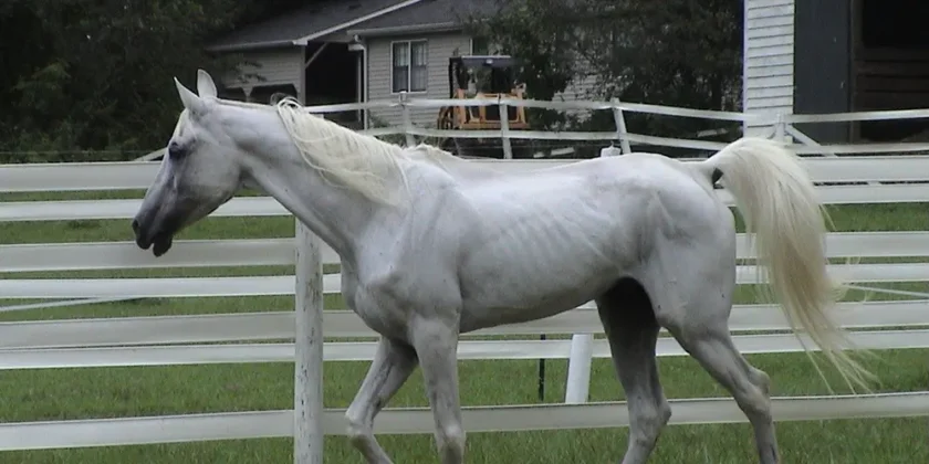 From Rescue to Riding Ring: The Second-Chance Horses of WildeWood Farm
