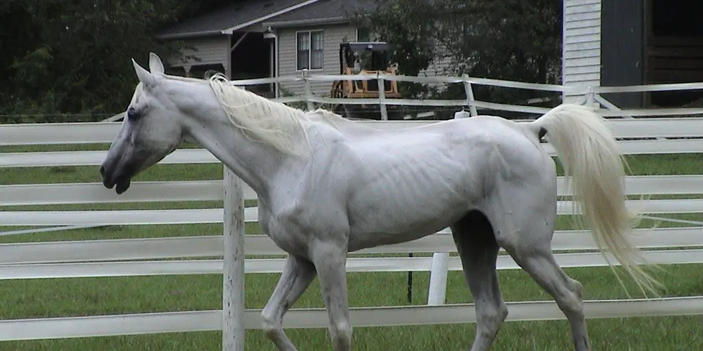 From Rescue to Riding Ring: The Second-Chance Horses of WildeWood Farm