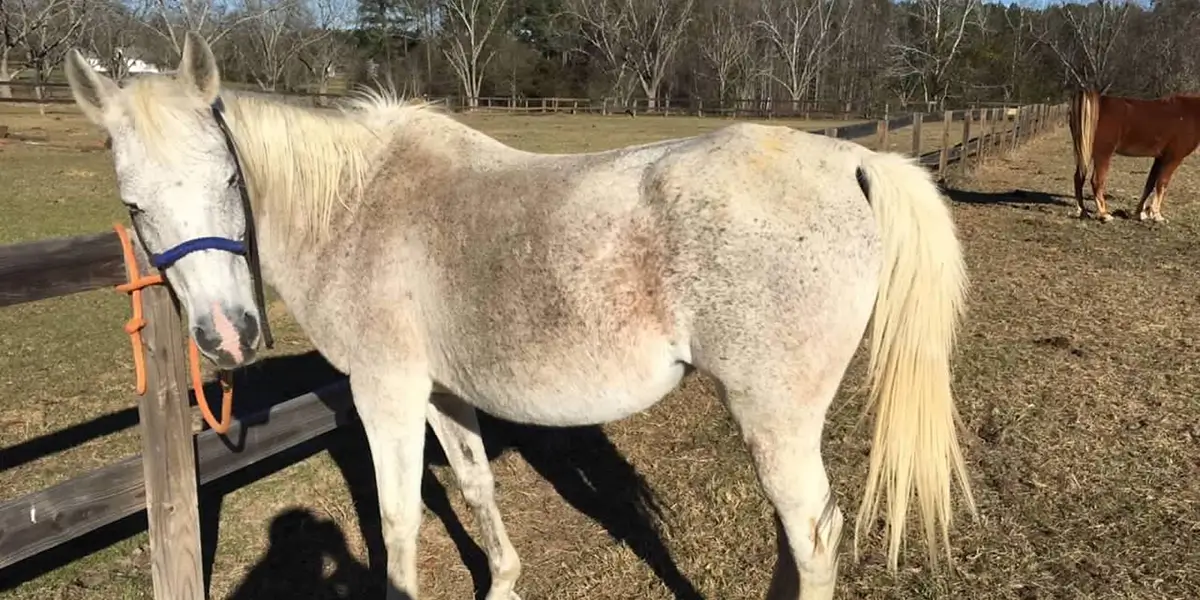 Second-Chance Horses of WildeWood Farm
