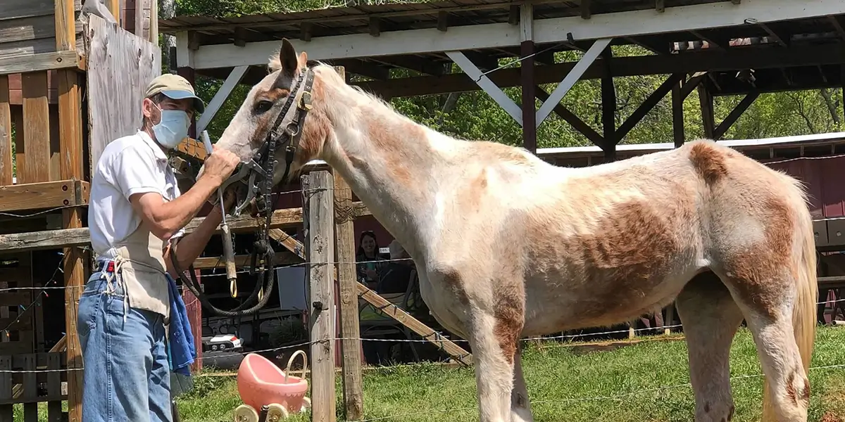 Second-Chance Horses of WildeWood Farm