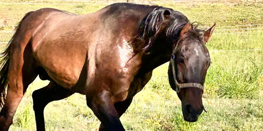 The Day You Realize You Have Become a Horse Person
