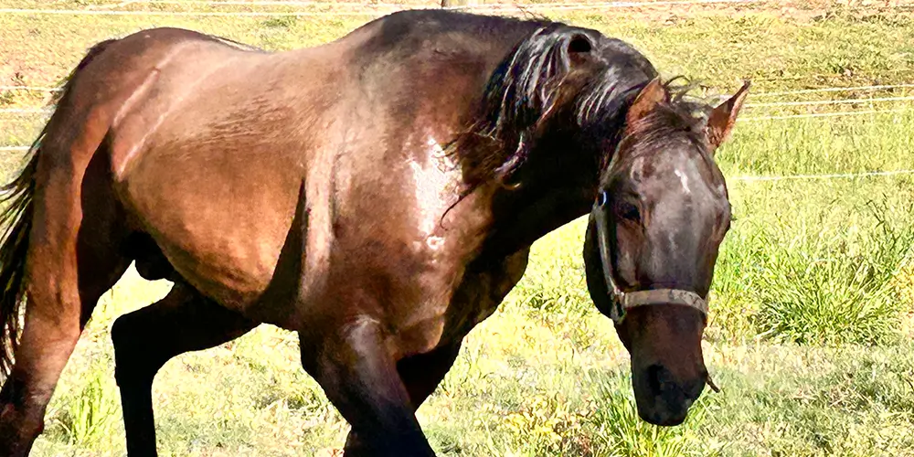 The Day You Realize You Have Become a Horse Person