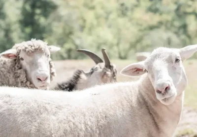WildeWood Farm Camp Perspectives from the Animals