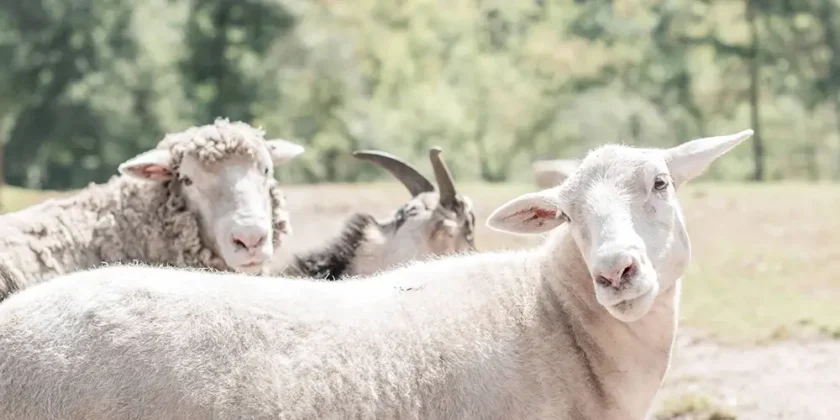 Camps at WildeWood Farm: Perspectives from Kids, Animals, and Parents