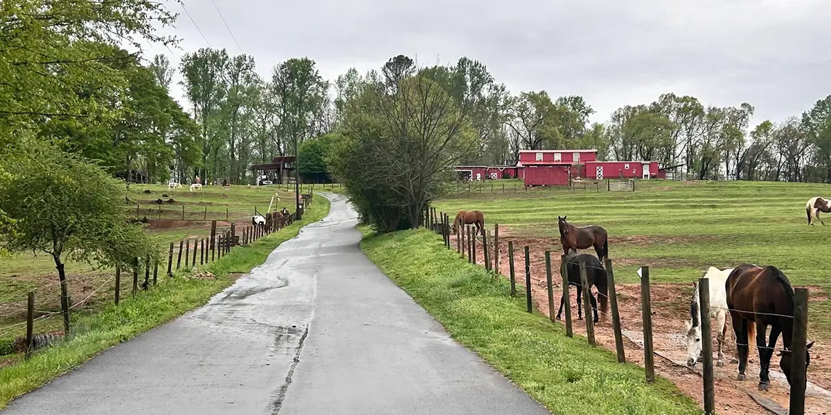 Camp Perspectives - The Horses