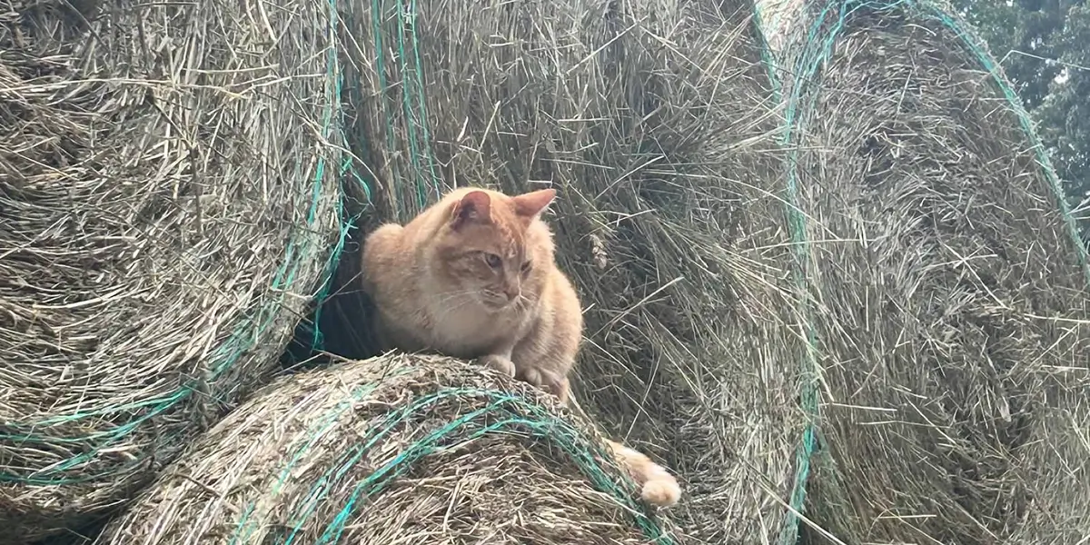 Resident cat - There are farms where you come to see the horses. And then there are farms where you come to discover an entire kingdom.