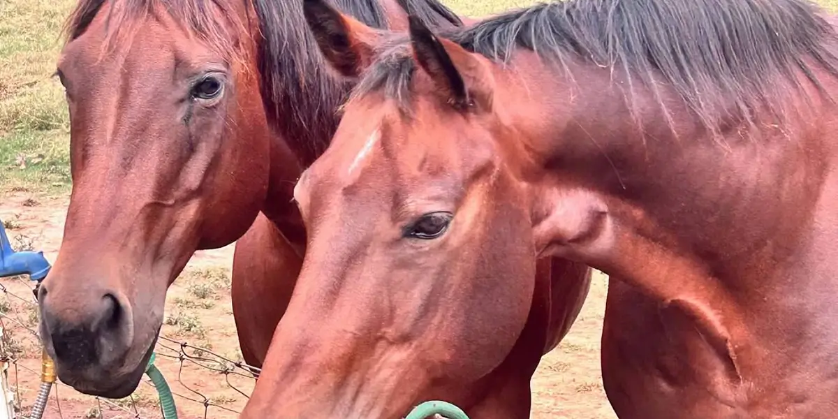 Horses - Resident cat - There are farms where you come to see the horses. And then there are farms where you come to discover an entire kingdom