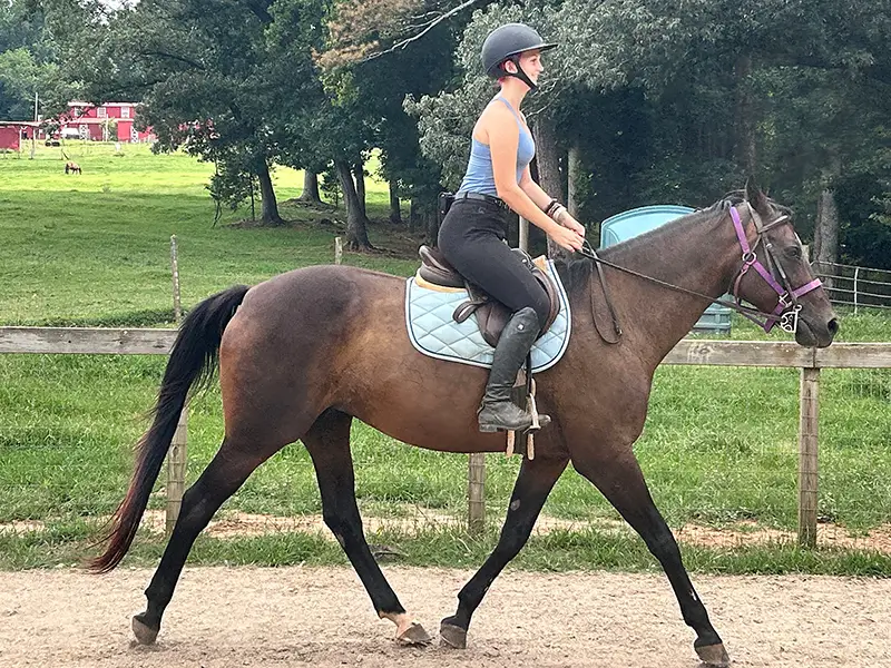 Riding Lessons for Adults