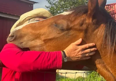 How Horses Understand Leadership