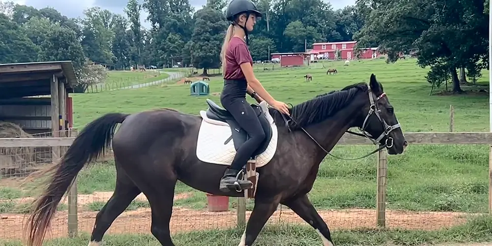 My Neighbor Has a Horse I Can Ride